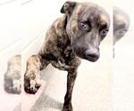Small #2 Mutt