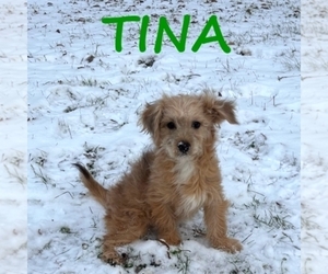 Shorkie Tzu Puppy for sale in HARTLAND, MN, USA