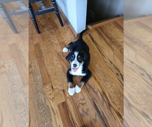 Bernese Mountain Dog Litter for sale in BRANSON, MO, USA
