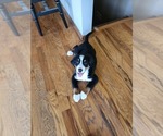 Small Photo #1 Bernese Mountain Dog Puppy For Sale in BRANSON, MO, USA