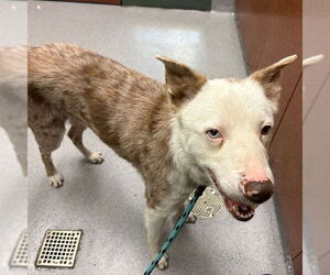 Border Collie Dogs for adoption in Rancho Cucamonga, CA, USA