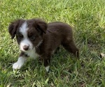 Small Photo #5 Miniature Australian Shepherd Puppy For Sale in APOPKA, FL, USA
