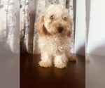 Small Photo #11 Poodle (Miniature) Puppy For Sale in DURHAM, CT, USA