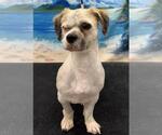 Small #2 Shih Tzu Mix