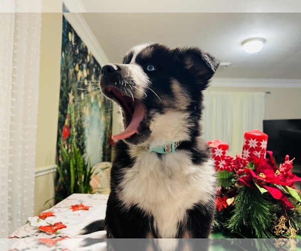 Full screen Photo #27 Siberian Husky Puppy For Sale in SUGAR LAND, TX, USA