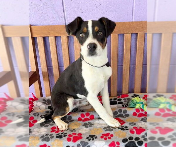 Medium Photo #4 Australian Shepherd-Unknown Mix Puppy For Sale in Genesee, WI, USA