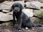 Puppy 5 Labrador Retriever-Unknown Mix
