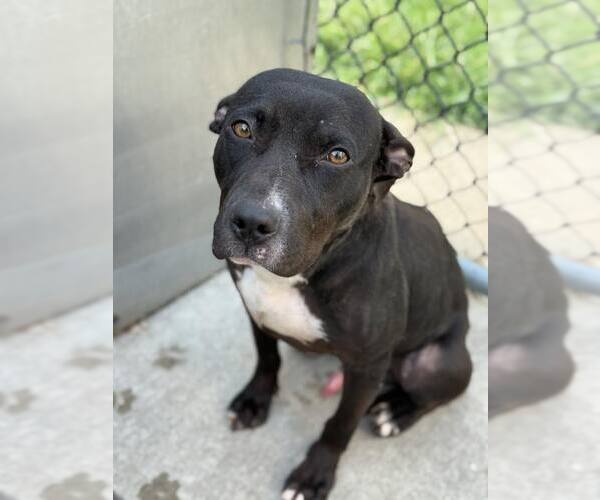 Medium Photo #4 American Pit Bull Terrier-Unknown Mix Puppy For Sale in Crete, IL, USA