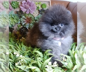 Pomeranian Puppy for sale in BEVERLY HILLS, CA, USA