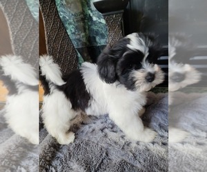 Havanese Puppy for Sale in RAYMORE, Missouri USA
