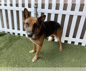 German Shepherd Dog-Unknown Mix Dogs for adoption in Modesto, CA, USA