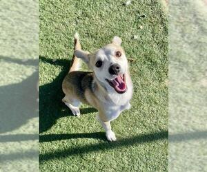 Rat Terrier-Unknown Mix Dogs for adoption in HESPERIA, CA, USA