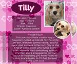 Small Cavapoo (Miniature)
