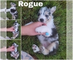 Puppy Rogue Female Australian Shepherd