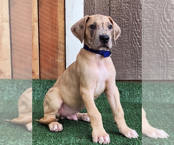 Medium Photo #10 Great Dane Puppy For Sale in O NEALS, CA, USA