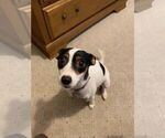 Small Photo #1 Jack Russell Terrier Puppy For Sale in CANNON FALLS, MN, USA