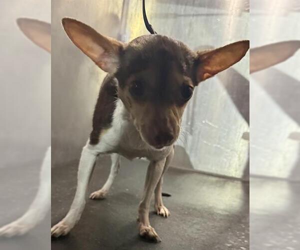 Medium Photo #1 Chihuahua-Unknown Mix Puppy For Sale in San Antonio, TX, USA