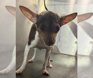 Chihuahua-Unknown Mix Dogs for adoption in San Antonio, TX, USA