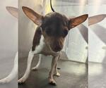 Small Chihuahua Mix