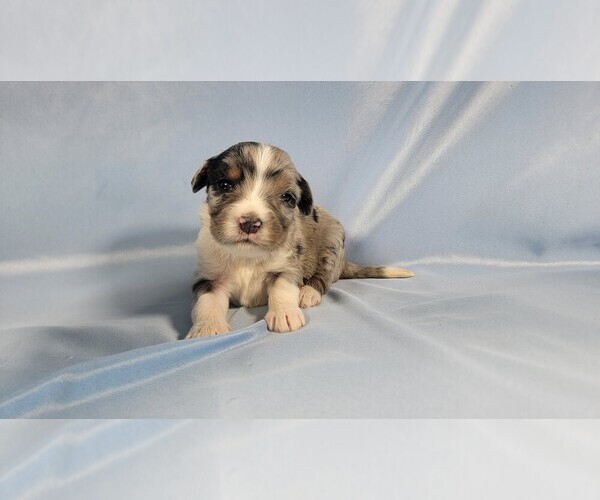 Medium Photo #8 Bernedoodle (Miniature) Puppy For Sale in BLACK FOREST, CO, USA