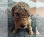 Puppy 3 Cock-A-Poo-Goldendoodle Mix