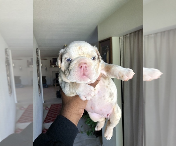 Medium Photo #5 English Bulldog Puppy For Sale in KILLEEN, TX, USA