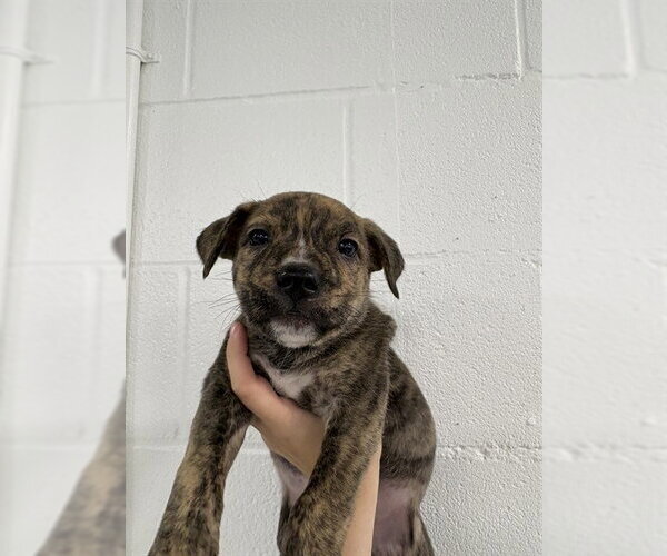 Medium Photo #1 Mutt Puppy For Sale in Temple, TX, USA