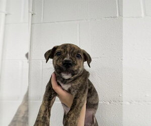 Mutt Dogs for adoption in Temple, TX, USA
