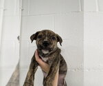 Small Mutt