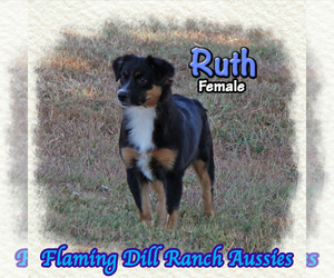 Miniature Australian Shepherd Puppy for sale in FORESTBURG, TX, USA