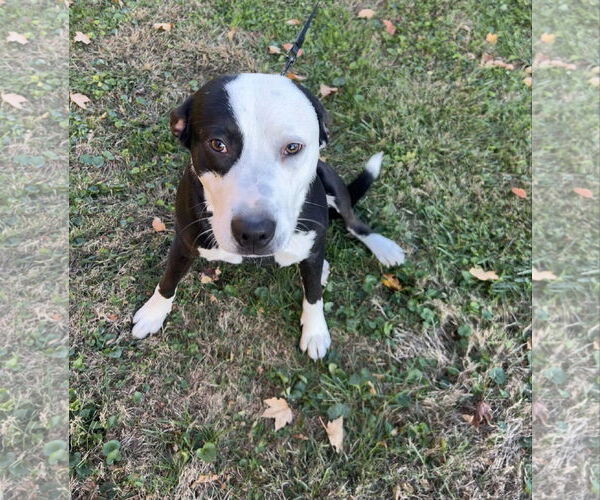 Medium Photo #3 American Pit Bull Terrier-Unknown Mix Puppy For Sale in Germantown, OH, USA