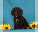 Small Photo #1 Poodle (Miniature) Puppy For Sale in CHRISTIANA, PA, USA