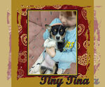 Puppy Tiny Tina Cowboy Corgi