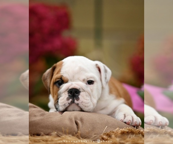 Medium Photo #4 English Bulldog Puppy For Sale in Balakliya, Kharkiv, Ukraine