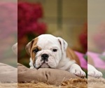 Small #3 English Bulldog