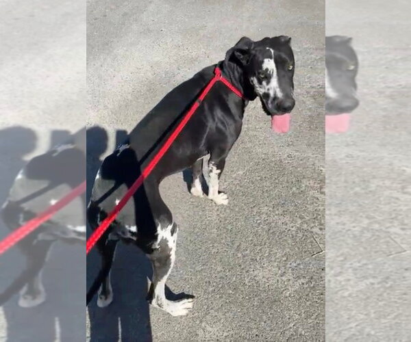 Medium Photo #3 Great Dane Puppy For Sale in Bullard, TX, USA