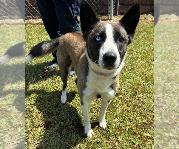 Medium Photo #3 Siberian Husky-Unknown Mix Puppy For Sale in Bryant, AR, USA