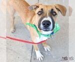 Small #2 Boxer Mix