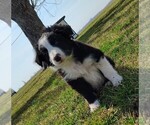 Small Photo #272 Border Collie Puppy For Sale in NORBORNE, MO, USA
