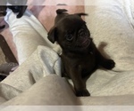 Small #4 Pug