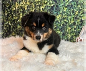 Australian Shepherd Puppy for Sale in INDIANAPOLIS, Indiana USA