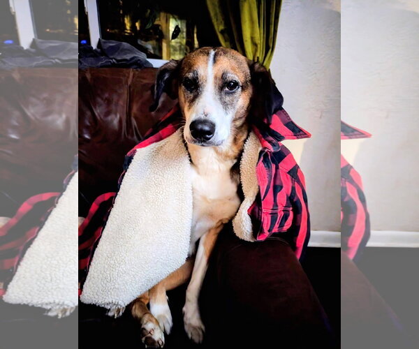 Medium Photo #4 Beagle-Unknown Mix Puppy For Sale in Germantown, OH, USA