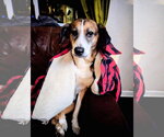 Small #3 Beagle Mix