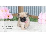Small #27 Pug