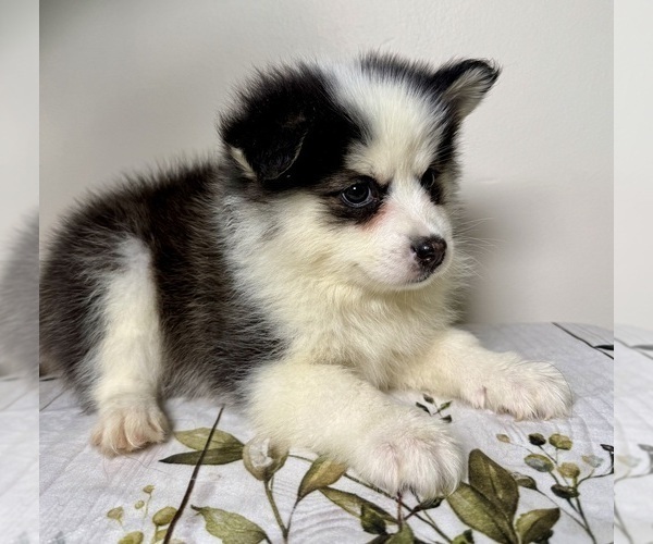 Medium Photo #9 Pomsky Puppy For Sale in NASHUA, NH, USA