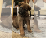 Small Photo #12 Malinois Puppy For Sale in SAN MARCOS, CA, USA