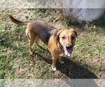 Small #10 Mutt