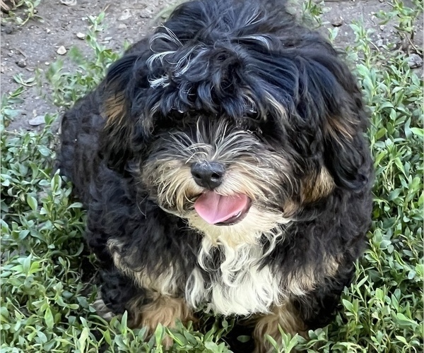 Medium Photo #7 Shih-Poo Puppy For Sale in LANCASTER, MO, USA