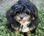 Small Photo #7 Shih-Poo Puppy For Sale in LANCASTER, MO, USA