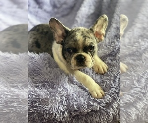 French Bulldog Puppy for sale in HAMDEN, CT, USA